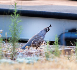 Quail in the early morning light