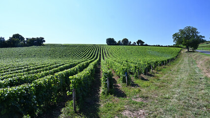 Fototapeta na wymiar Landscape of the Loire Valley vineyard in summer