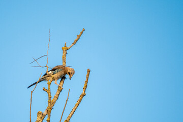 Eurasian Jay, Passeig del Ter, Manlleu