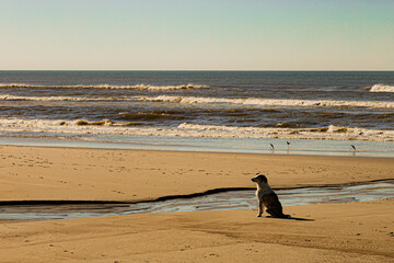 Fototapeta na wymiar cachorro na praia