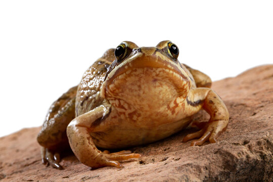 Big frog on a natural stone, white backdrop, space for text, copy space.