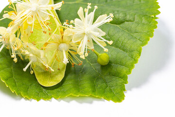 Linden flowers on a green leaf of a linden tree, white background, close-up.