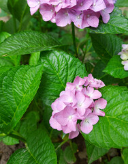 hydrangea blooms in the garden. flowers, gardening, bush.