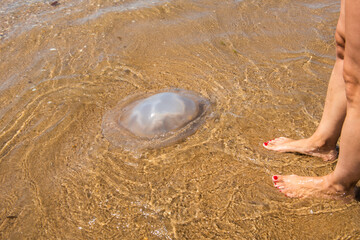 a giant jellyfish reaching the shore of the beach by a wave in the sand of the beach very close to the feet of a woman