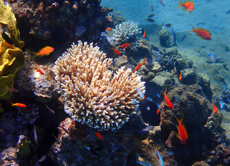 Fototapeta na wymiar Life of coral reefs, concept of biodiversity of marine ecosystems untouched by human activities, Red Sea, Sinai, Middle East