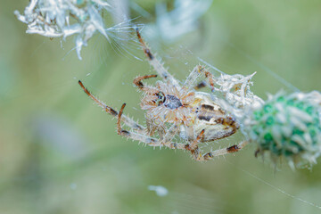 spider hanging on a blade of grass belly top macro on a blurred background