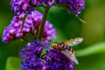 Close up diagonally above to a hornet mimic hoverfly (Volucella zonaria) on buddleia blossoms.