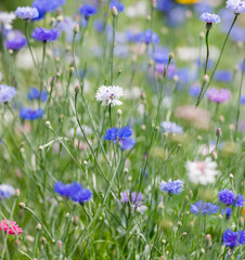Blue and White Bachelor Button Flowers in Field