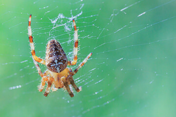 spider on a web with a cross on its back on a green background