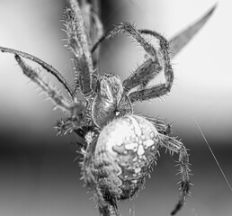  spider with a cross climbs a blade of grass macro in black and white