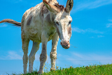 White and brown donkey grazing in pasture in the mountains of the Alps