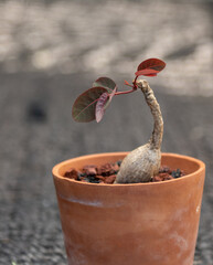 Small caudex Plant Phyllanthus Mirabilis with Reddish and Green Leaves