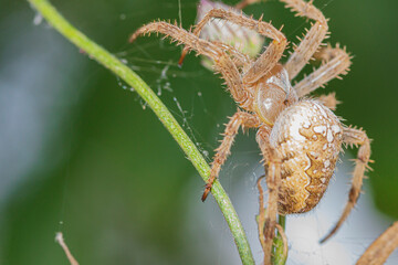  spider with a cross on a blade of grass macro