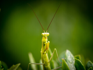 Praying Mantis