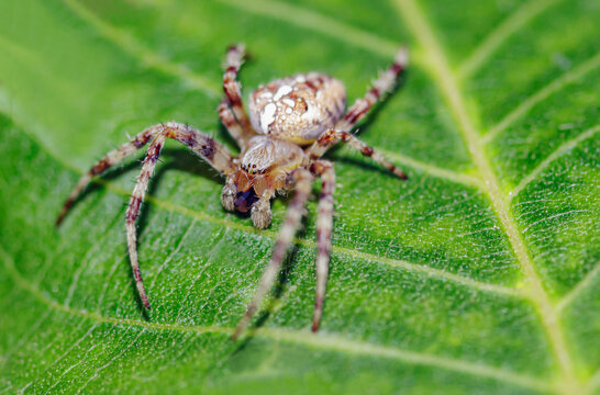  spider with a cross on its back on a walnut leaf