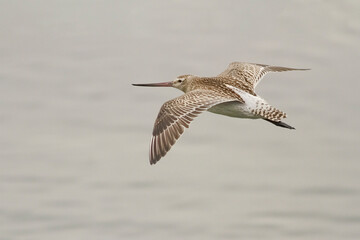 Sandpiper in flight