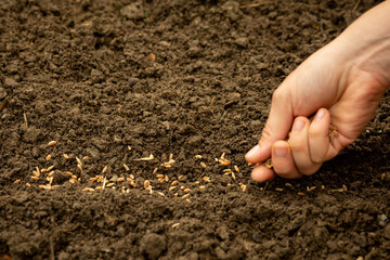 hand planting wheat seeds in the garden