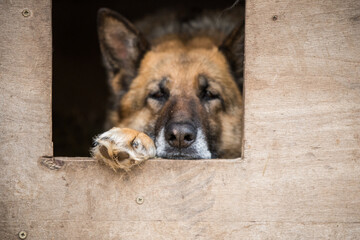 Sad Shepherd dog dog on a chain sitting in a booth