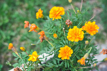 marigolds. Photo background. large plan orange and yellow beautiful flowers.