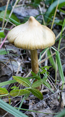 mushrooms in summer forest on green orange background photography