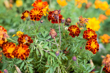 marigolds. Photo background. large plan orange and yellow beautiful flowers.