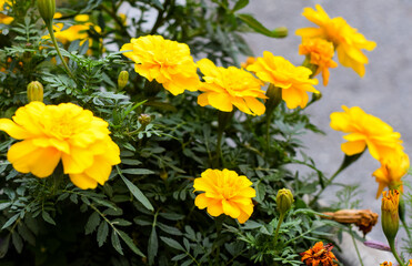 Naklejka na ściany i meble marigolds. Photo background. large plan orange and yellow beautiful flowers.