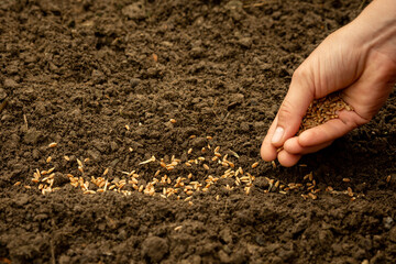 hand planting wheat seeds in the garden