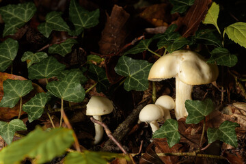 mushrooms in the forest