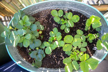 Top view of freshly planted strawberries in a oval metal pot