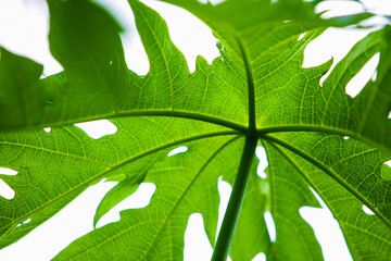 Creative layout made of green leaves, Nature background,papaya tree leaf.