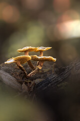 mushrooms in the forest