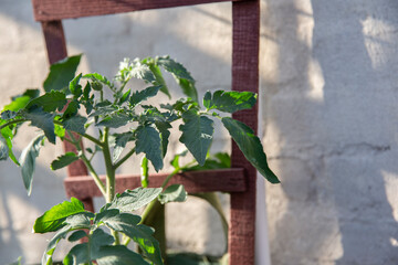 Close up of organic tomatoes leaves attached to a wooden trellis