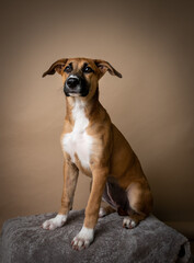 Portrait of Young Fawn and Black Colored Mixed Breed Puppy 