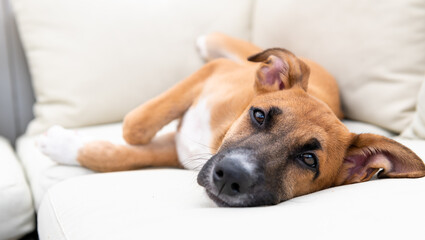 Young Mixed Breed Puppy Hanging Out on Deck 