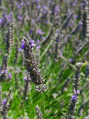 Schönheiten der Natur