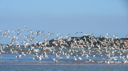 revoada de gaivotas na orla