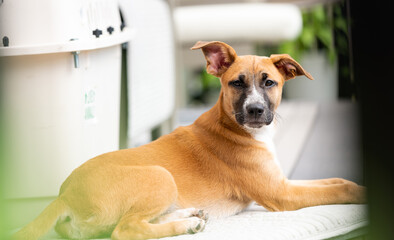 Young Mixed Breed Puppy Hanging Out on Deck 