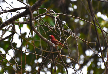Red Billed Fire-finch Bird found in Beach of Lake Malawi Southern Africa