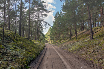 Fototapeta na wymiar Sandy road in nice pine forest.
