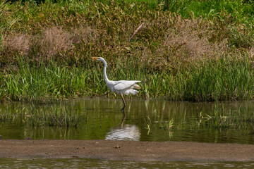 White heron hunting in the evening, Desna river, Ukraine