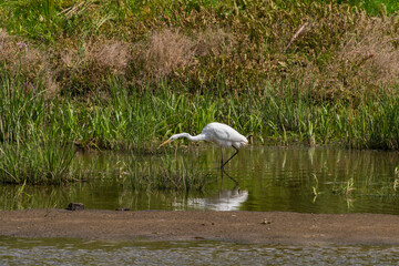 White heron hunting in the evening, Desna river, Ukraine