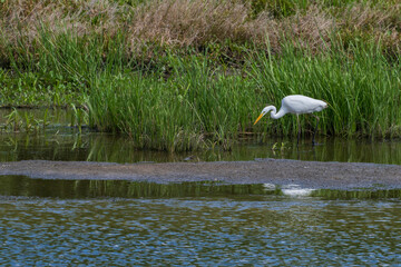 White heron hunting in the evening, Desna river, Ukraine