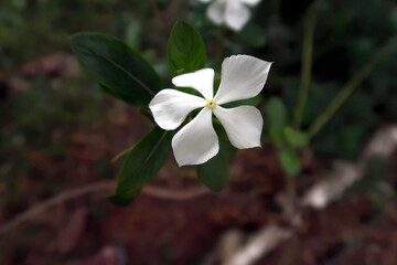 catharanthus roseus graveyard flower white in colour
