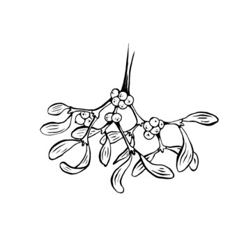 Mistelzweig Zeichnung einfarbig schwarz