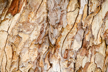 Tree brown dark texture background.