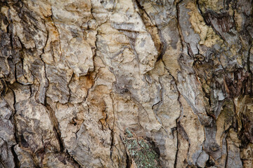 Tree brown dark texture background.