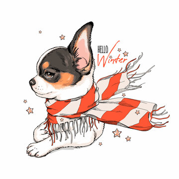 Cute chihuahua dog in a striped scarf. Vector illustration in hand-drawn style. Image for printing on any surface