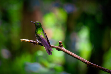 Colibrí  Samarito Pechinegro posando en una rama 