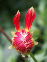 Fototapeta premium DCF 1.0