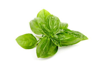 Basil herb leaves isolated on white